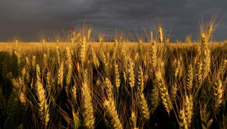 روسيا وأوكرانيا في الطريق لاتفاق بشأن تصدير الحبوب