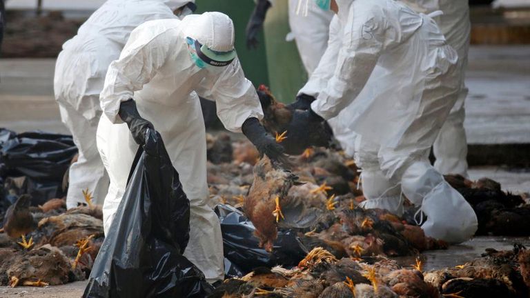 الصين تكتشف إصابة بسلالة شديدة العدوى من إنفلونزا الطيور - أرشيفية