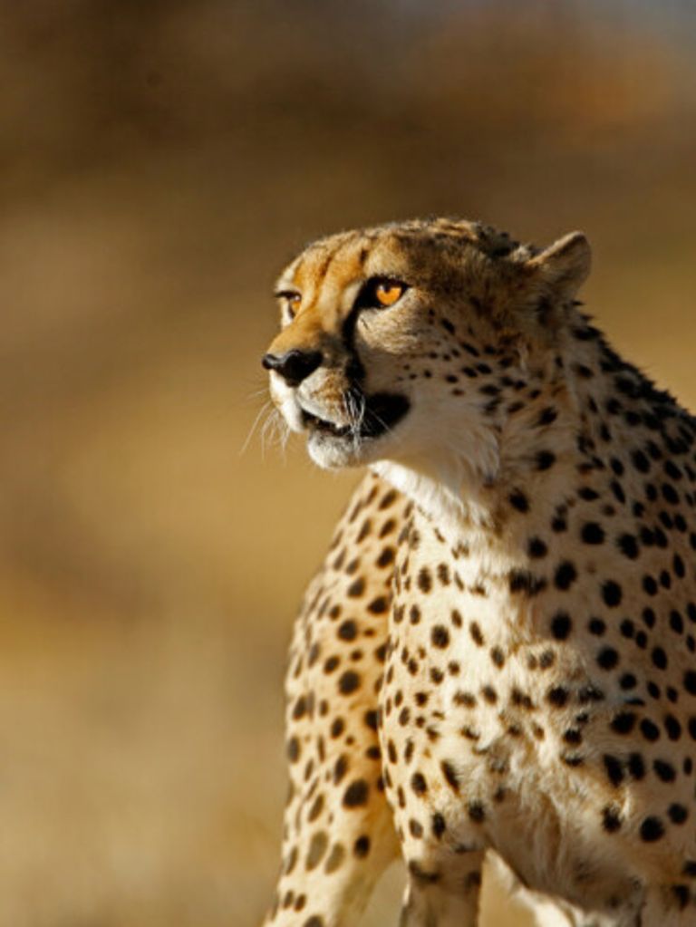 سبيتزكوبي - موقع visitnamibia تتميز ناميبيا بالتنوع في المزارات السياحة