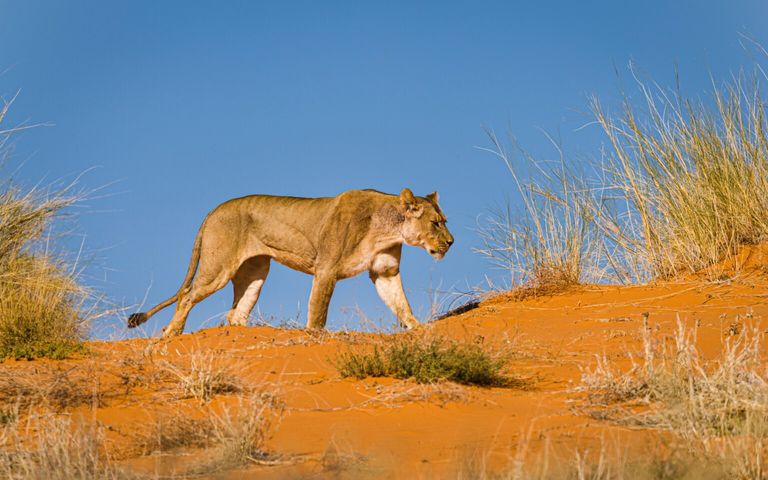 سكيليتون كوست بارك - موقع visitnamibia تتميز ناميبيا بالتنوع في المزارات السياحة
