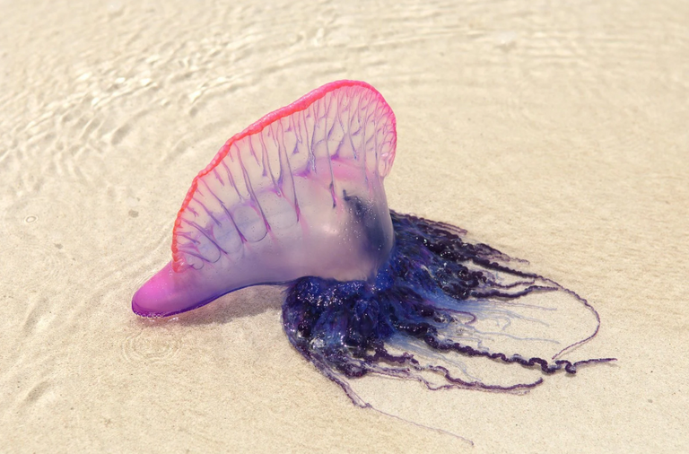 قنديل البحر بجوار قدم فتاة - أرشيفية