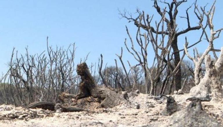 أحد أفراد فرق الإطفاء يكافح حرائق الغابات - أرشيفية