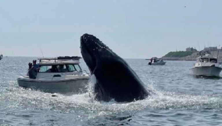 لحظة سقوط الحوت الأحدب على متن القارب 