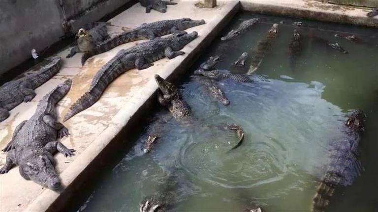 تمساح - صورة أرشيفية