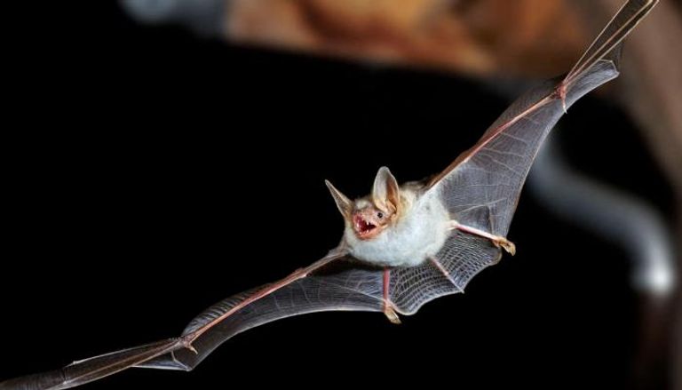 كشف سر علاقة بين الخفافيش وفيروسات كورونا 