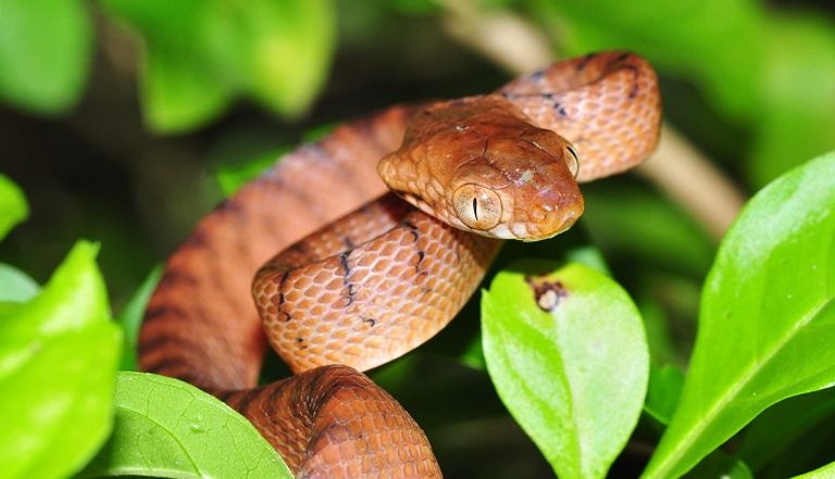 ضفدع الثور الأمريكي