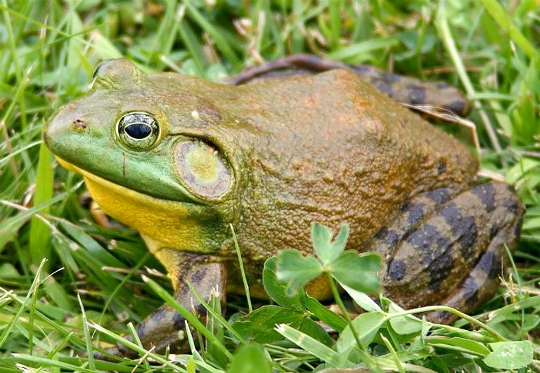 ضفدع الثور الأمريكي