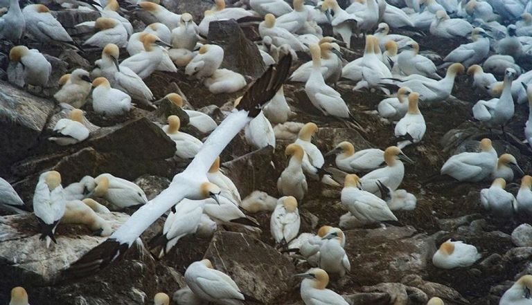 الأمواج جرفت جثث الطيور النافقة