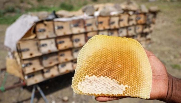 نحال يحمل قرصا من العسل في مدينة تعز اليمنية