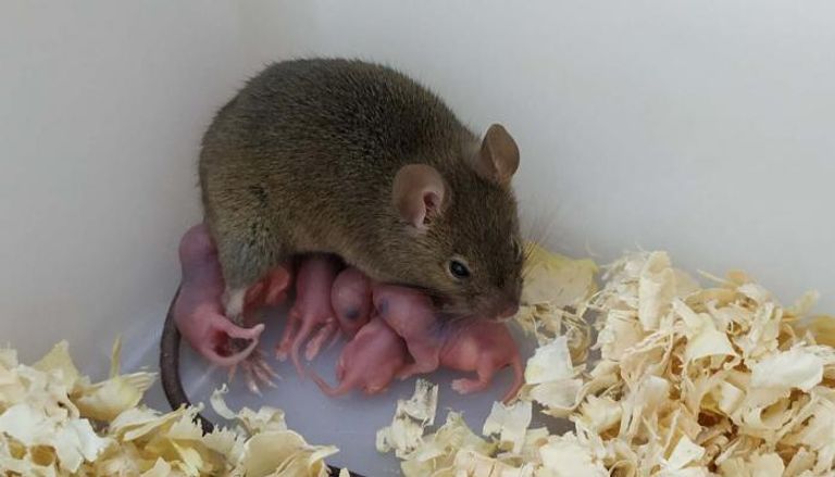 الفأر ونسله المولود بطريقة 