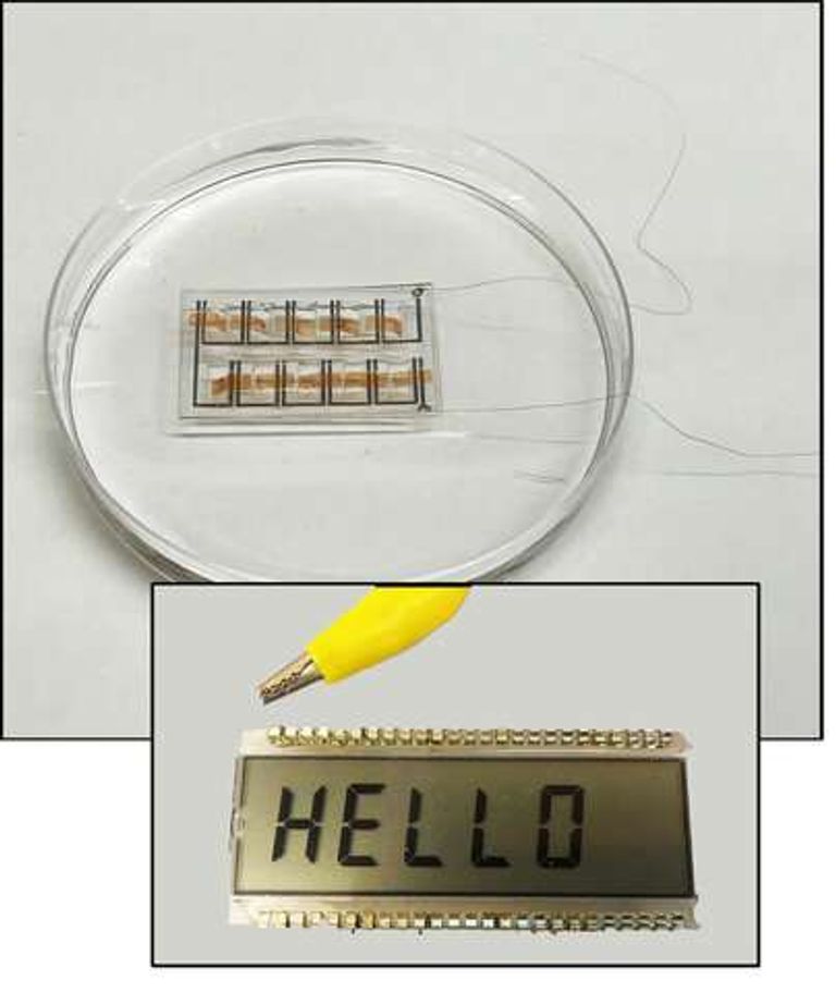 تصميم الغشاء الحيوي الجديد 