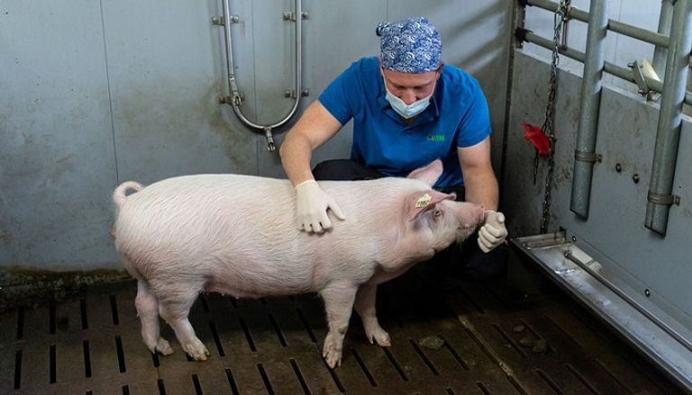 الدراسة تفتح آفاقا واسعة لنقل الأعضاء البشرية