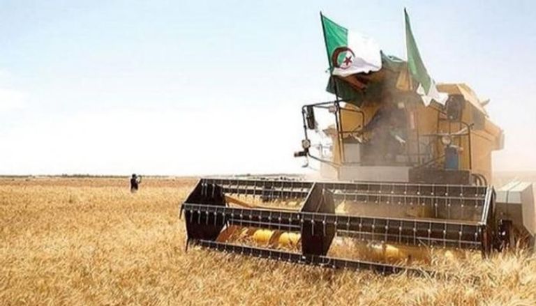 موسم حصاد القمح في الجزائر - أرشيفية