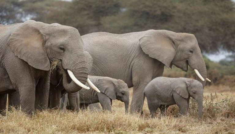 أفيال في كينيا - رويترز