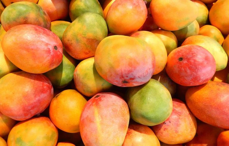 المانجو في مصر 