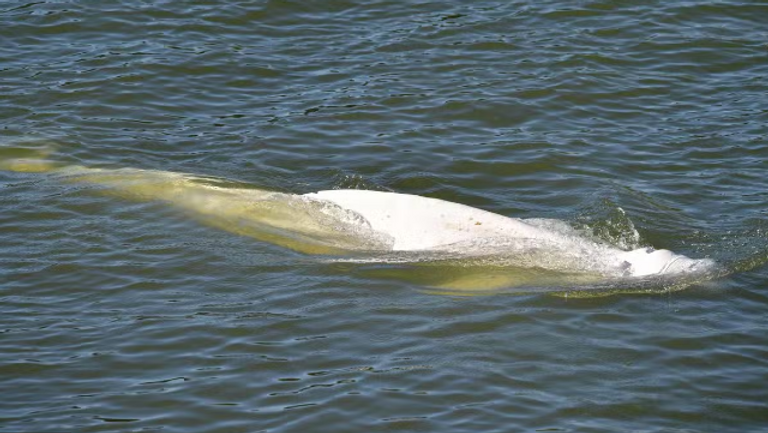 الأمل يتضاءل في إنقاذ حوت البيلوغا