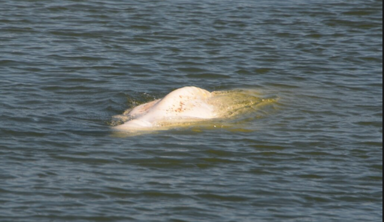 الأمل يتضاءل في إنقاذ حوت البيلوغا