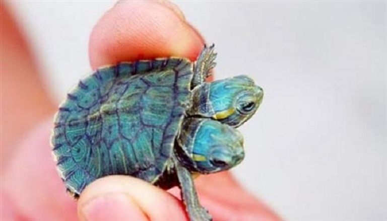 السلحفاة لا تعاني أي مشاكل صحية