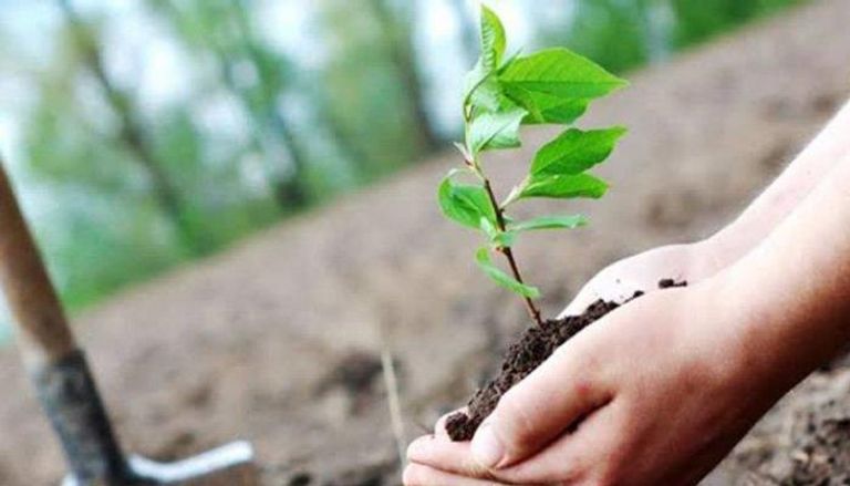 مصر تطلق مبادرة لزراعة 100 مليون شجرة
