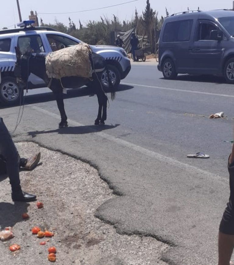 قطيع من الإبل يعبر الطريق - أرشيفية