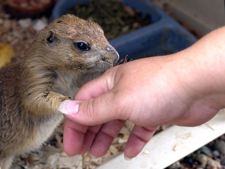شخص تظهر عليه أعراض فيروس جدري القرود - أرشيفية