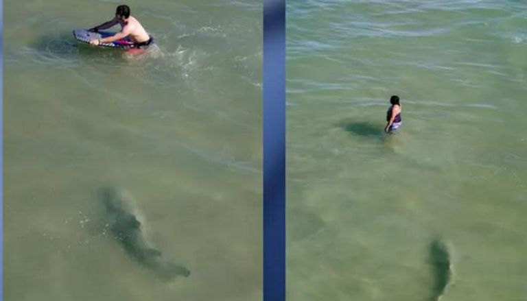 سمكة القرش تقترب من رواد الشاطىء