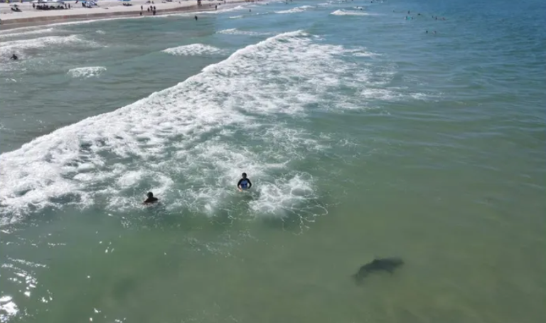 سمكة القرش تقترب من رواد الشاطئ