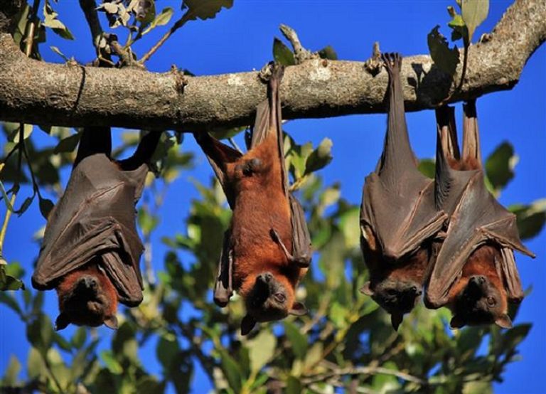 فيروس لانجيا ينتمي لعائلة فيروسات قاتلة