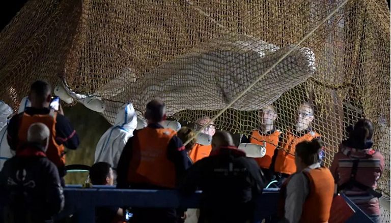 الحوت عقب انتشاله من النهر