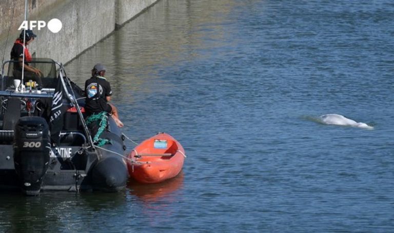 الحوت الأبيض عقب انتشاله من النهر