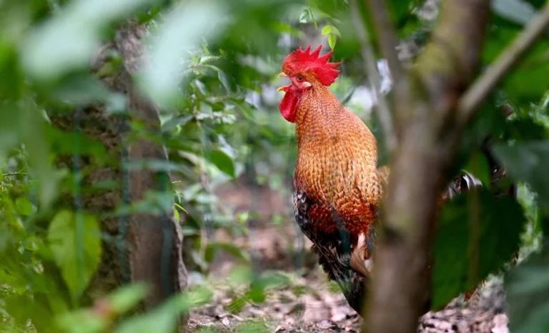 زوجان يقاضيان ديكا في ألمانيا