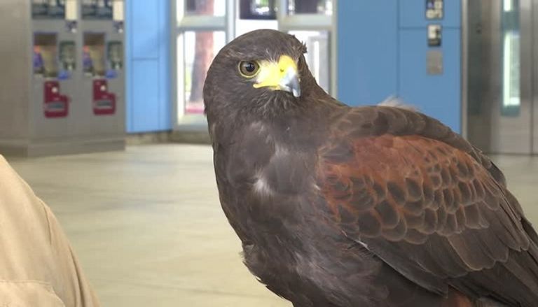 الصقر باك مان