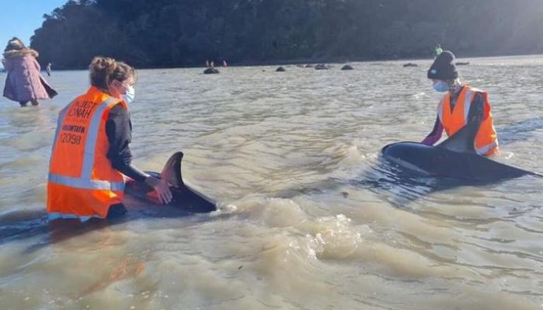 جهود إنقاذ الدلافين في نيوزيلندا