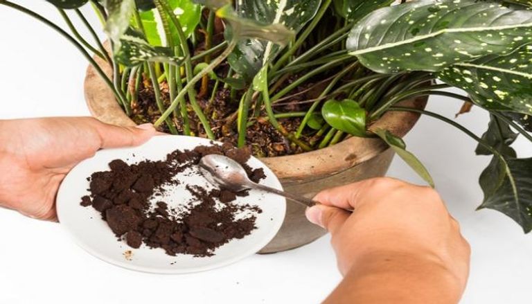 عملية تغذية التربة بتفل القهوة