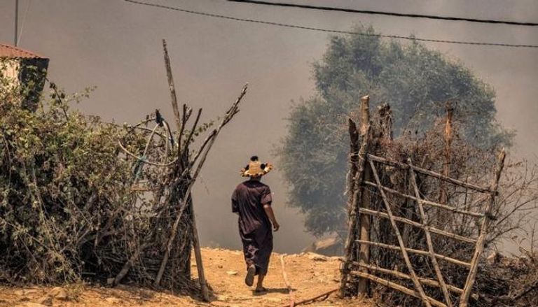 حرائق الغابات في المغرب - أرشيفية 
