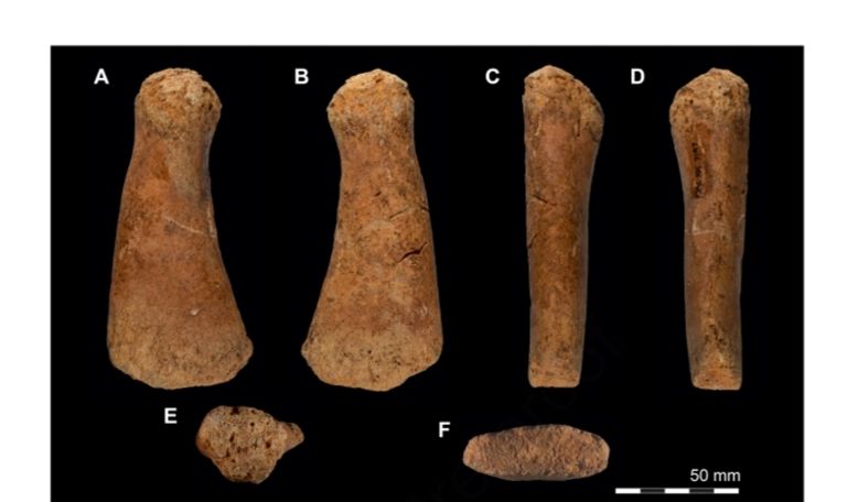 تصور فني لشكل الديناصور المائي