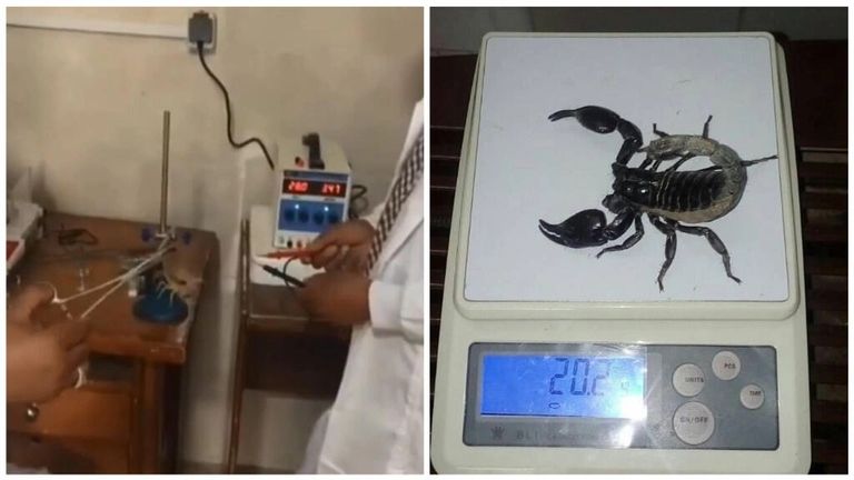 استخلاص سم العقارب لبيعه بأثمان باهظة