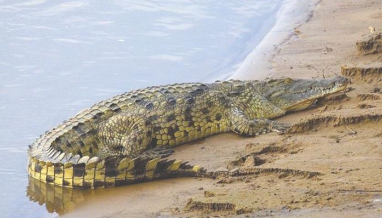 تمساح بجوار بحيرة - أرشيفية