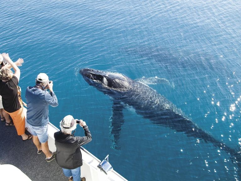 مشاهدة الحوت الأزرق في أستراليا