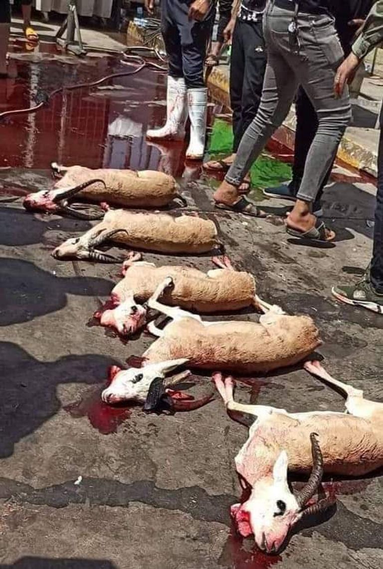 ذبائح في اعتصام أنصار الصدر