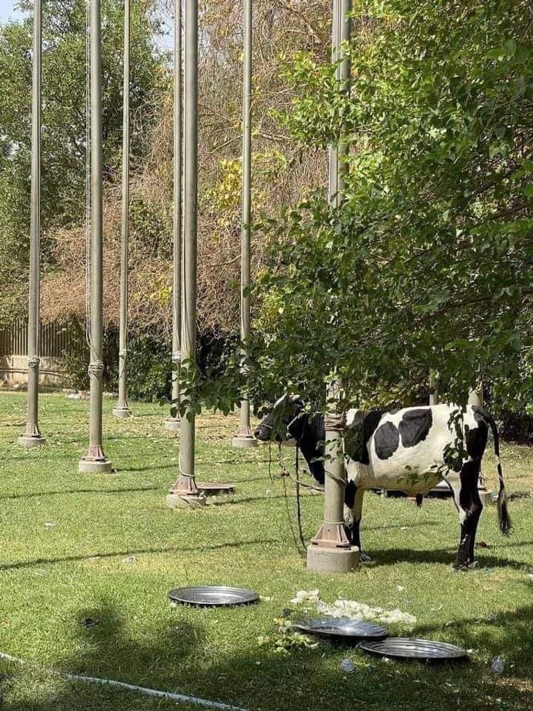 ذبائح في اعتصام أنصار الصدر