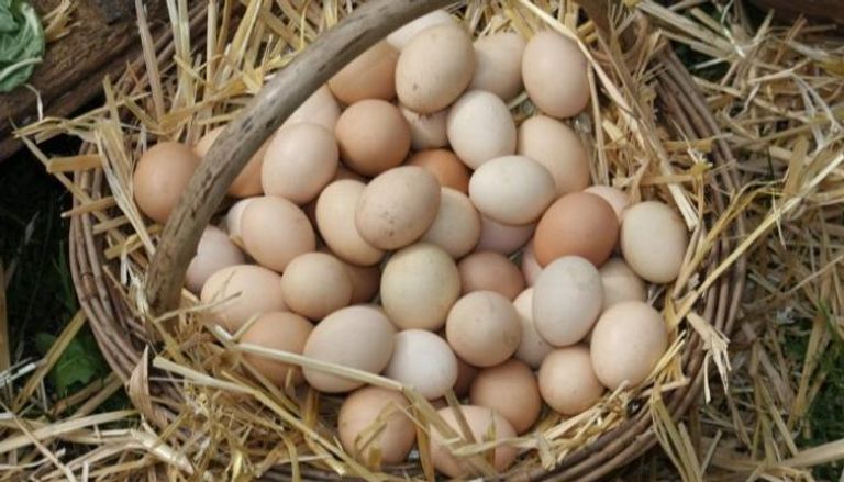 ارتفاع أسعار البيض في الصين