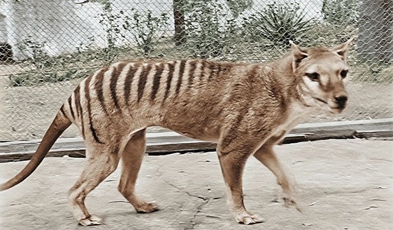 نمر التسماني انقرض عام 1936