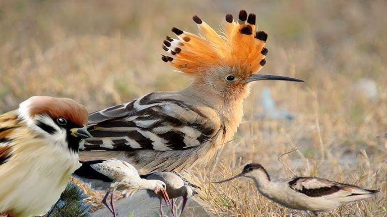 محمية عالم الطيور البرية أحد حدائق كيب تاون أجمل 5 من حدائق كيب تاون الساحرة