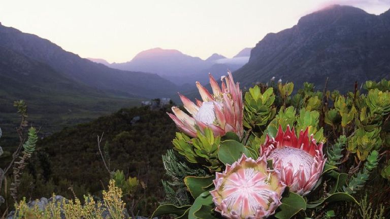 حديقة البروتيا أحد حدائق كيب تاون أجمل 5 من حدائق كيب تاون الساحرة