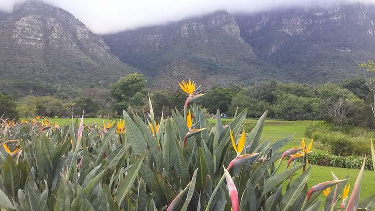 حديقة كومبتون هيرباريوم أحد حدائق كيب تاون أجمل 5 من حدائق كيب تاون الساحرة