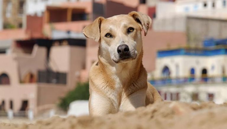 يقدر عدد الكلاب الضالة سنويا في المغرب بـ 140 ألفا