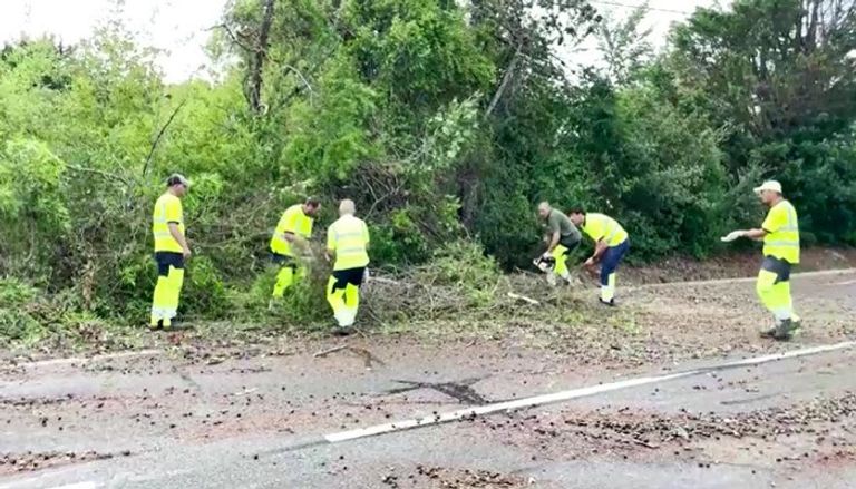 موقع سقوط إحدى الأشجار