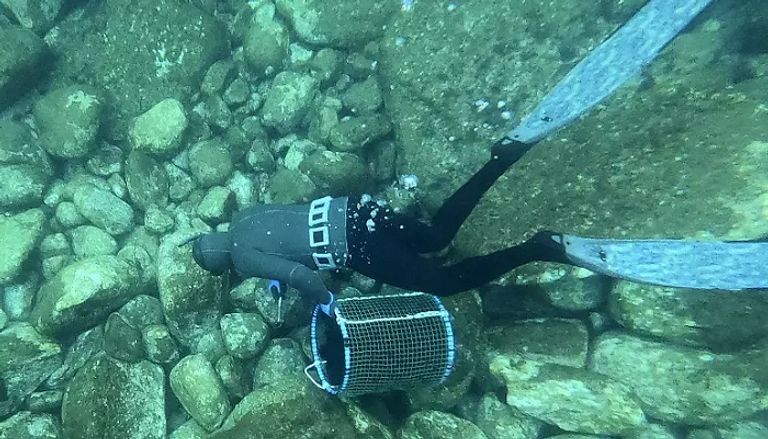 العلماء لا يجدون تفسيرا لنفوق قنافذ البحر 