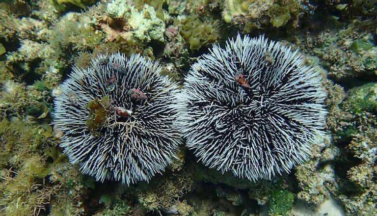 العلماء لا يجدون تفسيرا لنفوق قنافذ البحر 